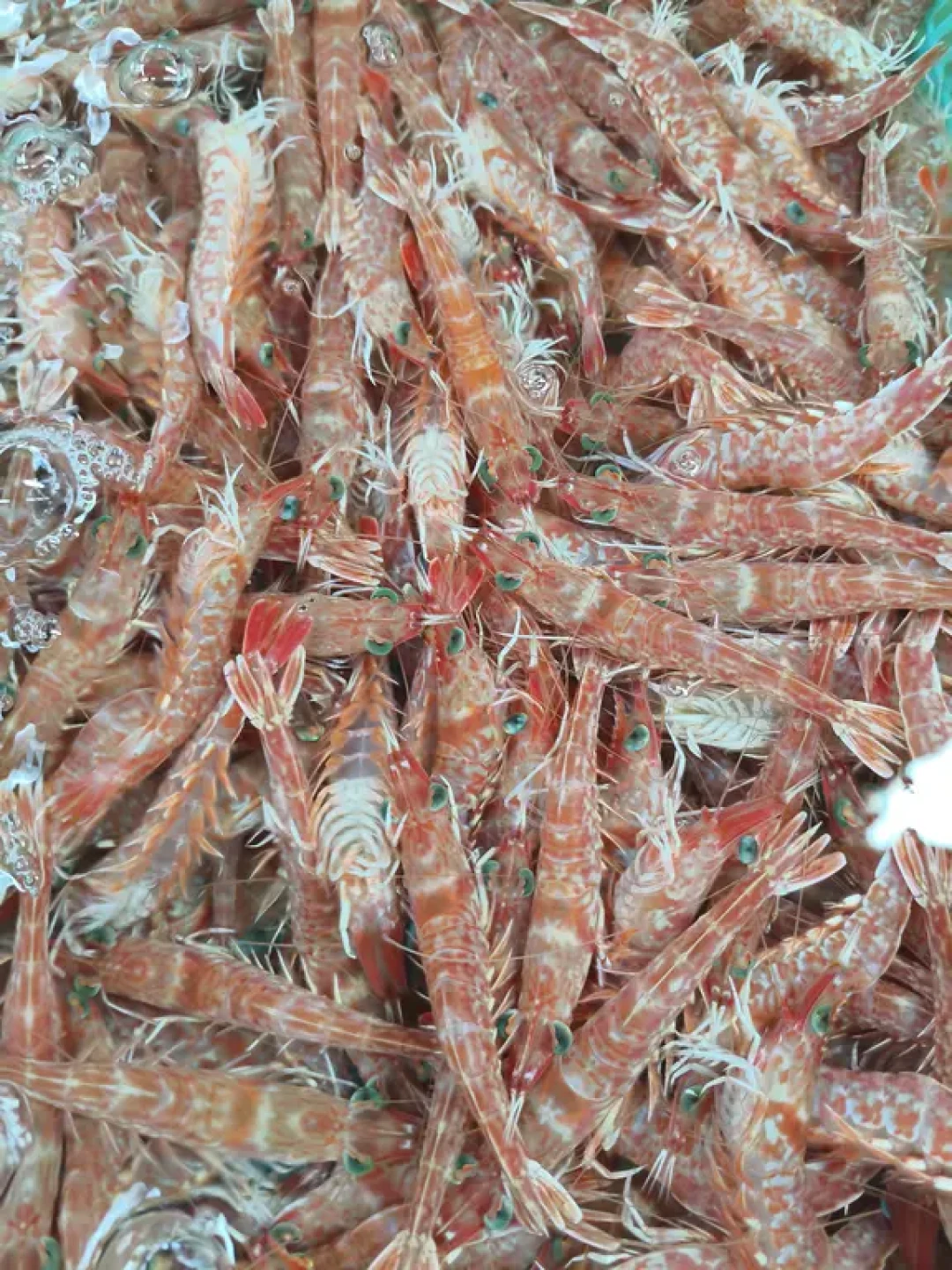 白藤头海鲜寻味记：野生樱花虾的舌尖诱惑！