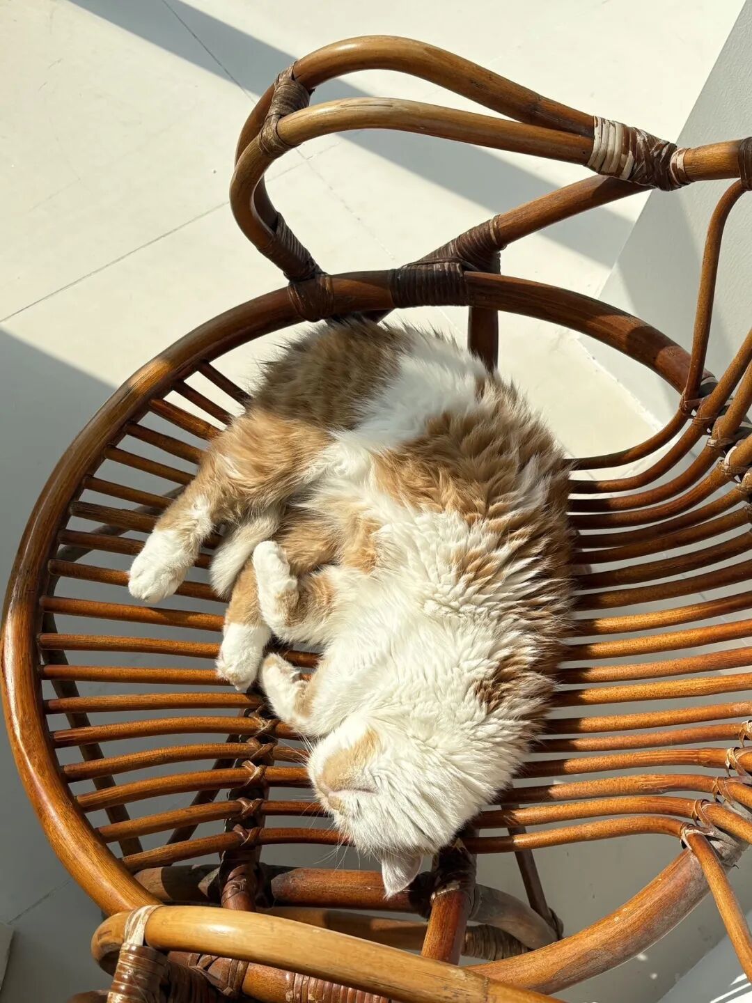 天冷请抱猫-铲屎官和猫咪御寒指南