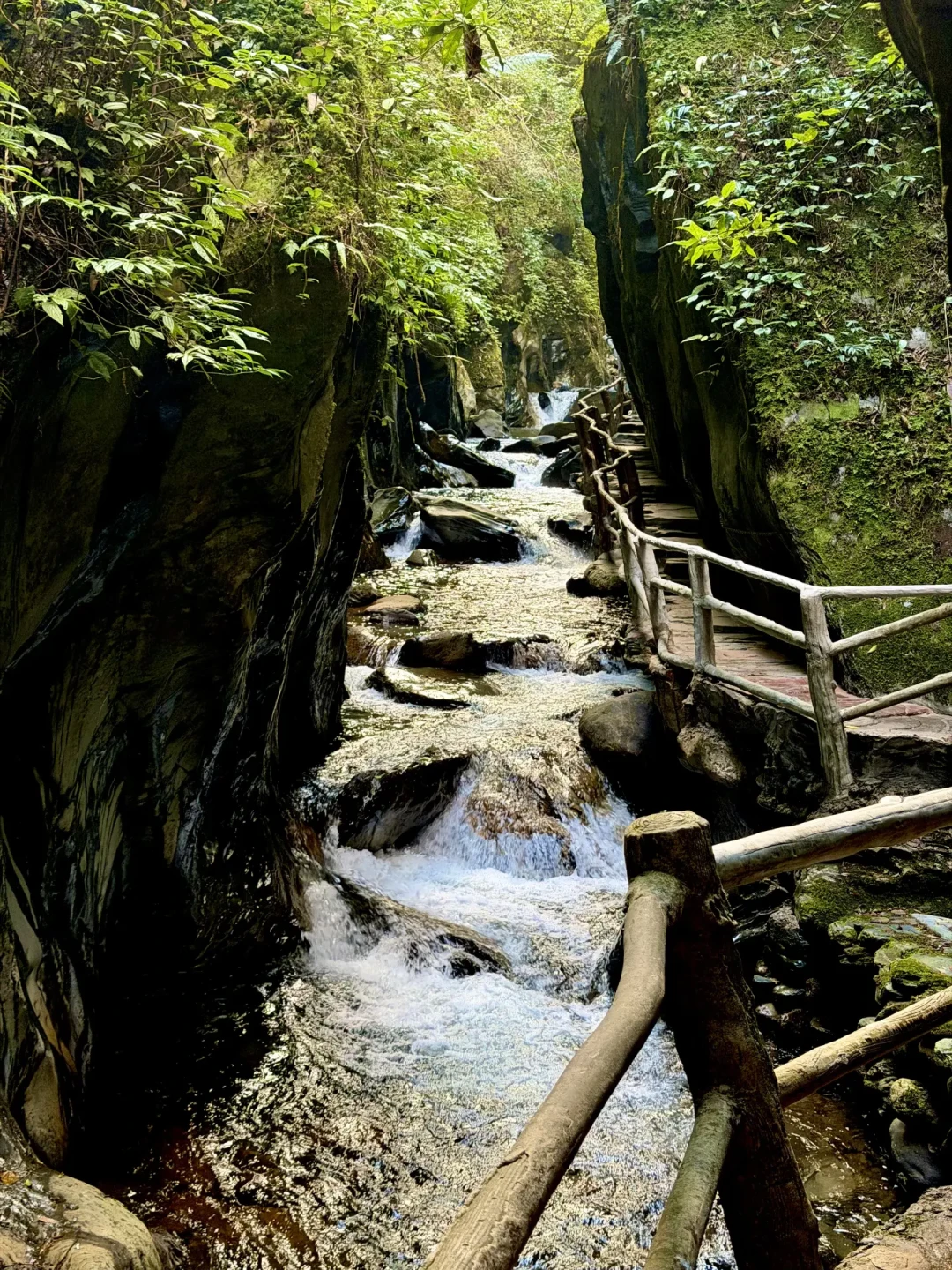 探秘哀牢山,解锁迷雾森林