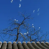 北京扫街｜冬日晴天，是给扫街人的奖励