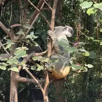 广州长隆野生动物园🐼双路线少排队攻略❗️