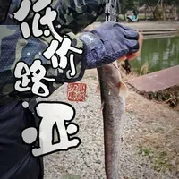 冬季野钓比较困难，只能去黑坑，宁波这个黑坑比较便宜，性价比比较高，30元一天，推荐给爱路亚的兄弟们。
——————————————————
地点：宁波欢乐垂钓园
注意：23号前都是30一天，鱼获自由
鱼种：鲈鱼鳜鱼鲶鱼翘嘴
冬季路亚讲究慢，祝爆护！
——————————————————
#冬钓的快乐我知道#路  #宁波路亚黑坑 #宁波户外 #宁波路亚