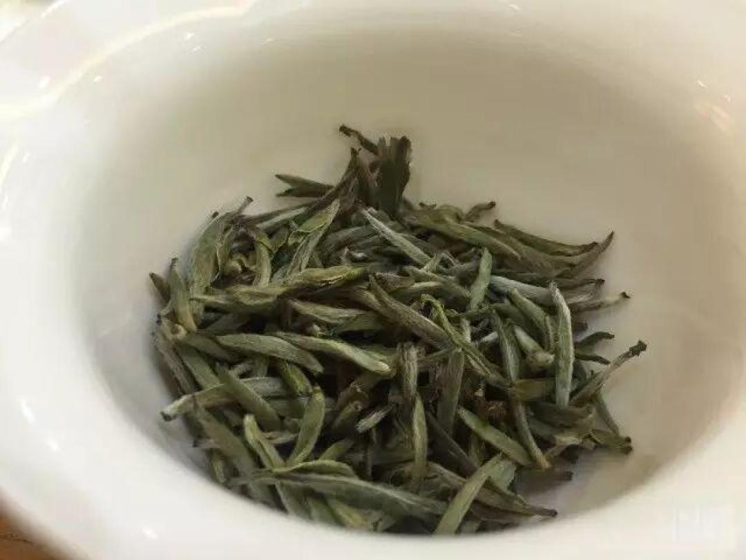我的白茶之旅
