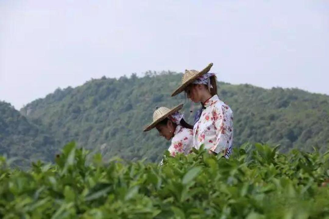 我的白茶之旅