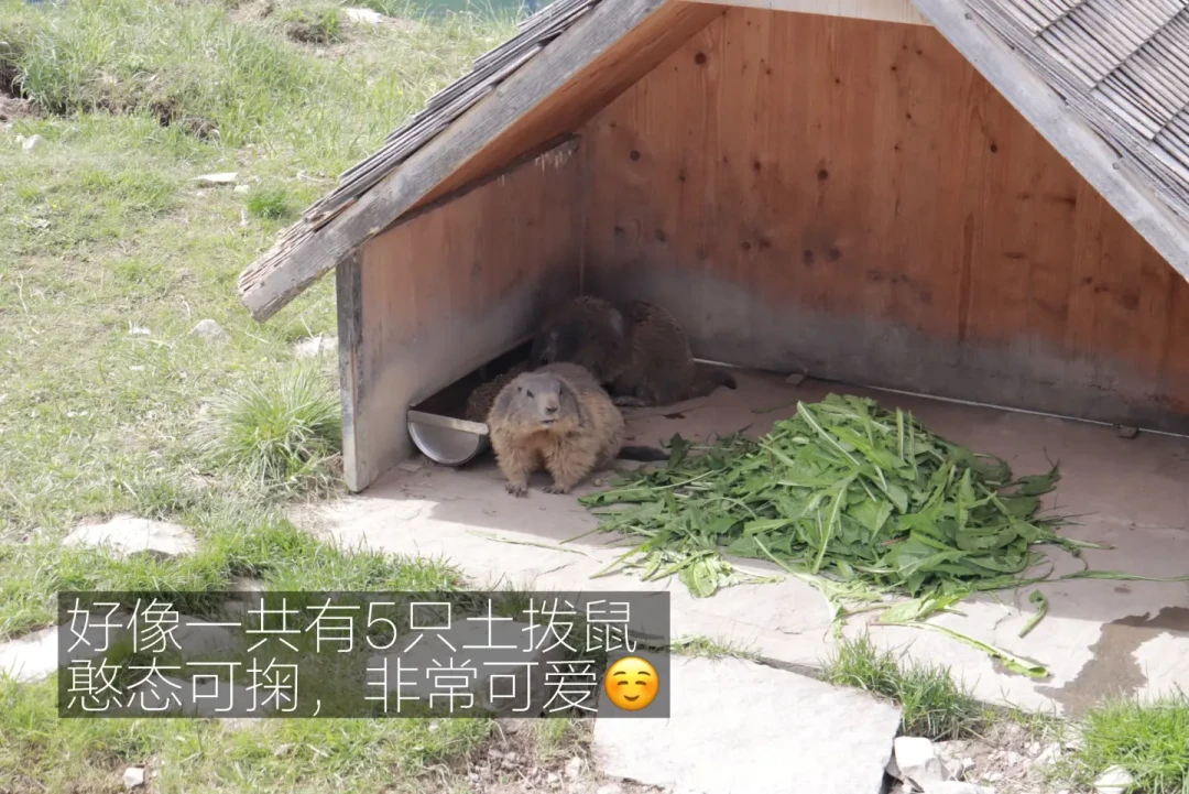 卢塞恩只有半天⏰直接选石丹峰Stanserhorn⛰️