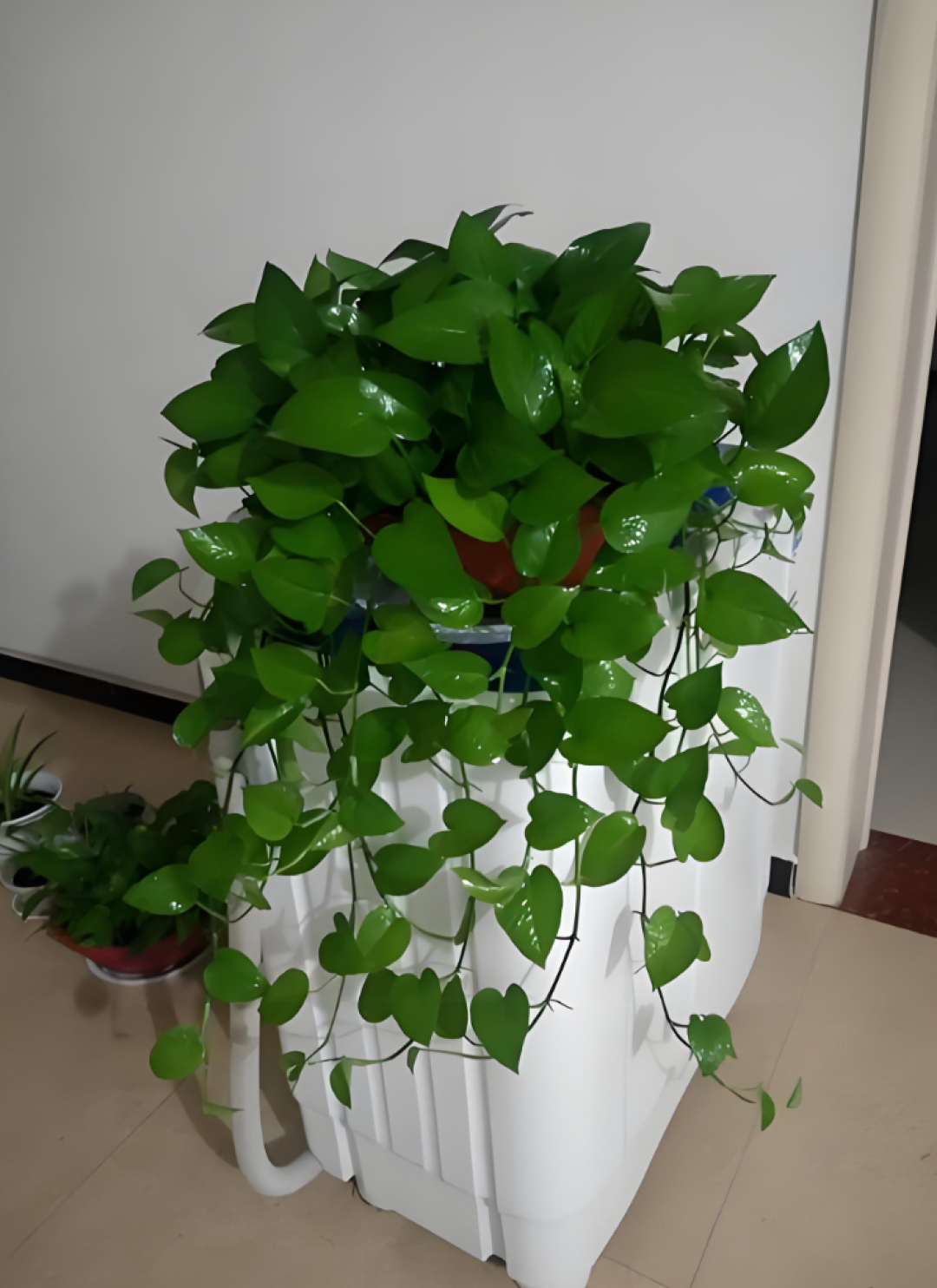 家里的天然净化器，绿萝凭啥稳居