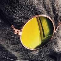 2026猫粮哪个牌子好价格不贵？万人推荐的健康猫粮品牌排行TOP5