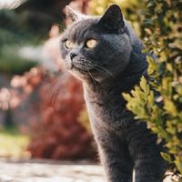 哪个品牌猫粮质量好又健康？实测不同平台猫粮推荐排行榜最新最全