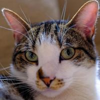 哪个品牌的猫粮质量好？测评希喂、蓝氏、顽皮哪款猫粮最健康优质