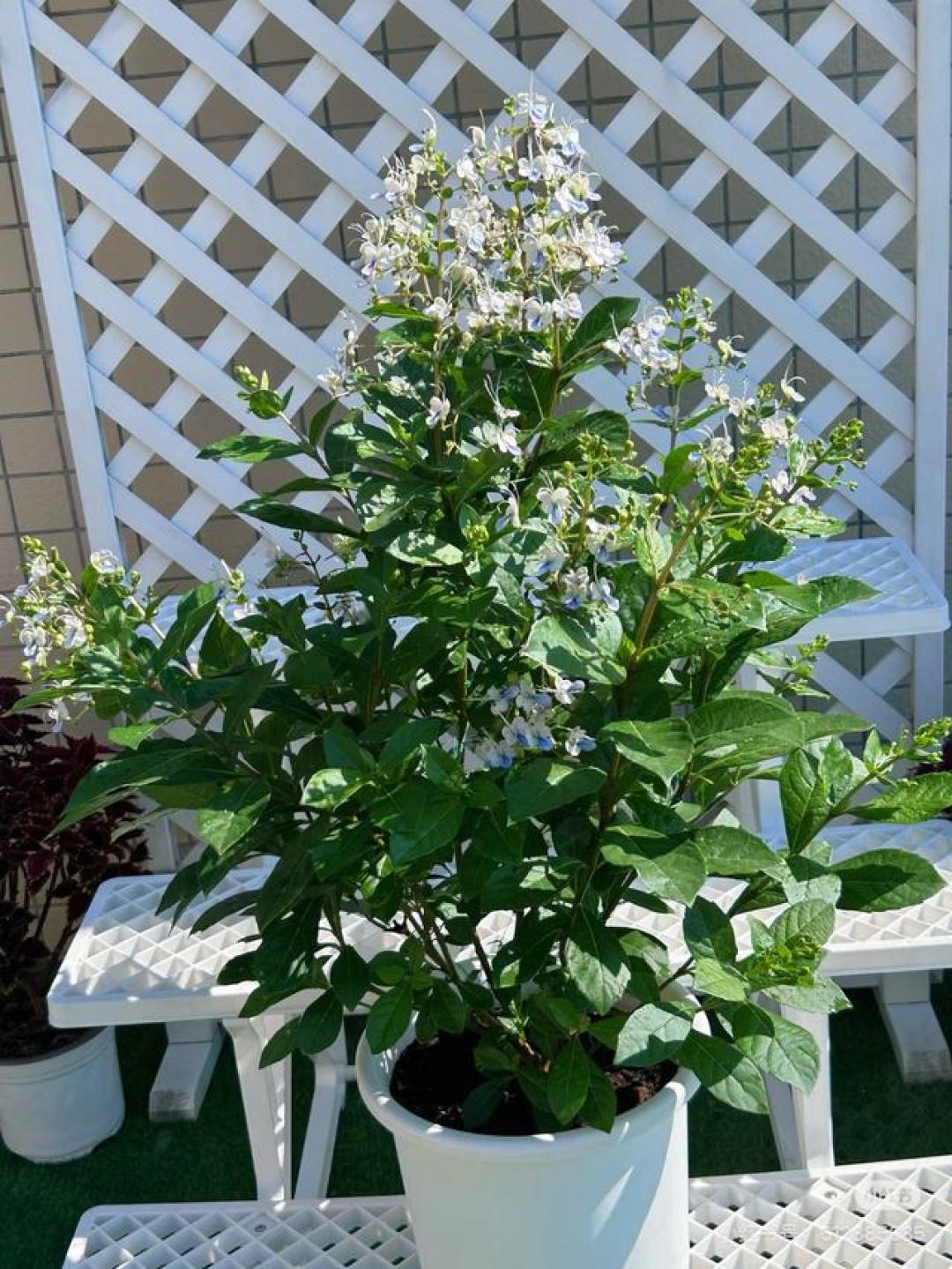 南方有种漂亮的“冷门”植物,颜值极高,全年可开花,就是不流行