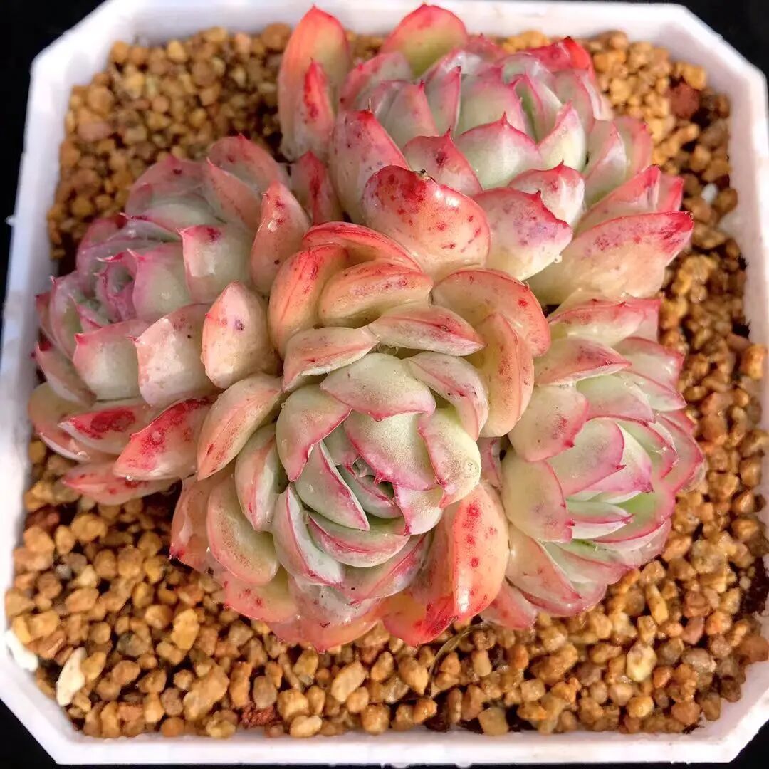 每日多肉推荐—草莓冰