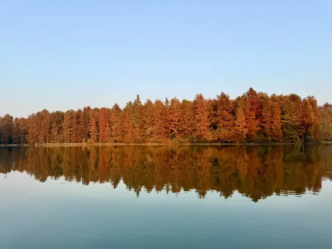 🍁12.6实拍 海湾公园落羽杉红了