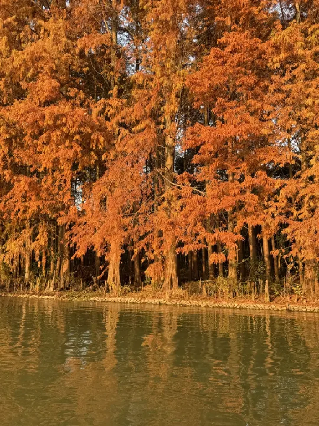 🍁12.6实拍 海湾公园落羽杉红了