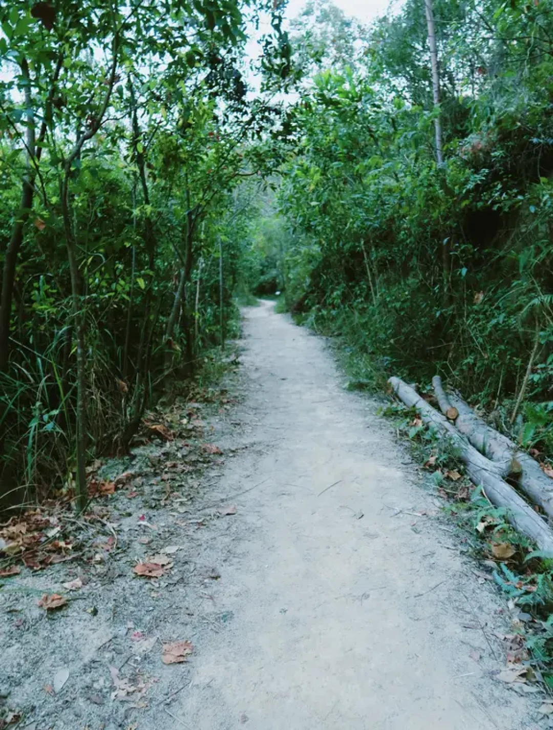 躺平悠闲徒步线-樟坑径郊野路线