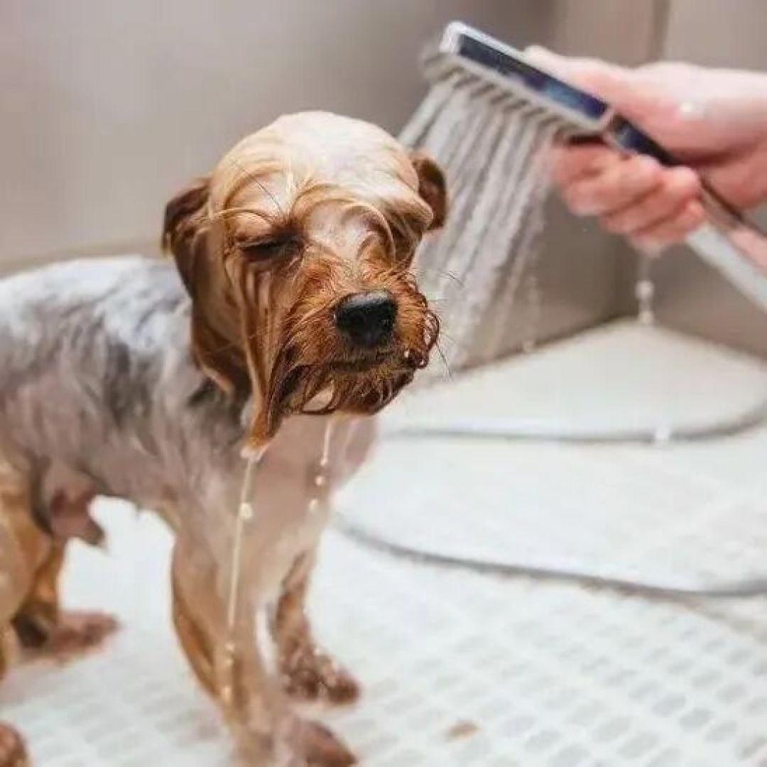 安平发布 |【幸福安平 文明有我】科学养犬!这6种行为,千万别做!