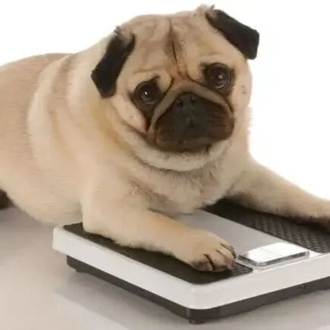 安平发布 |【幸福安平 文明有我】科学养犬!这6种行为,千万别做!