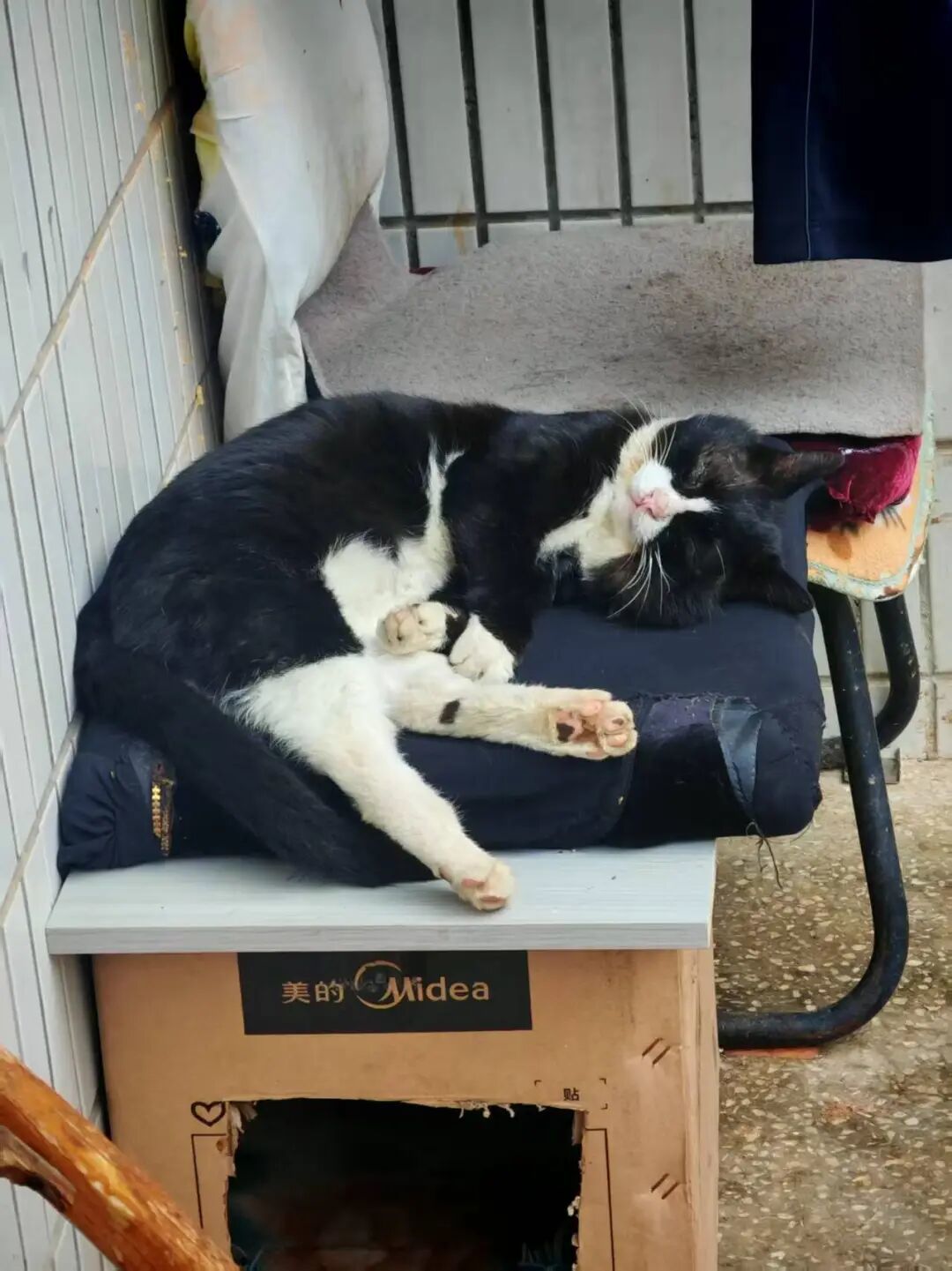 养 猫