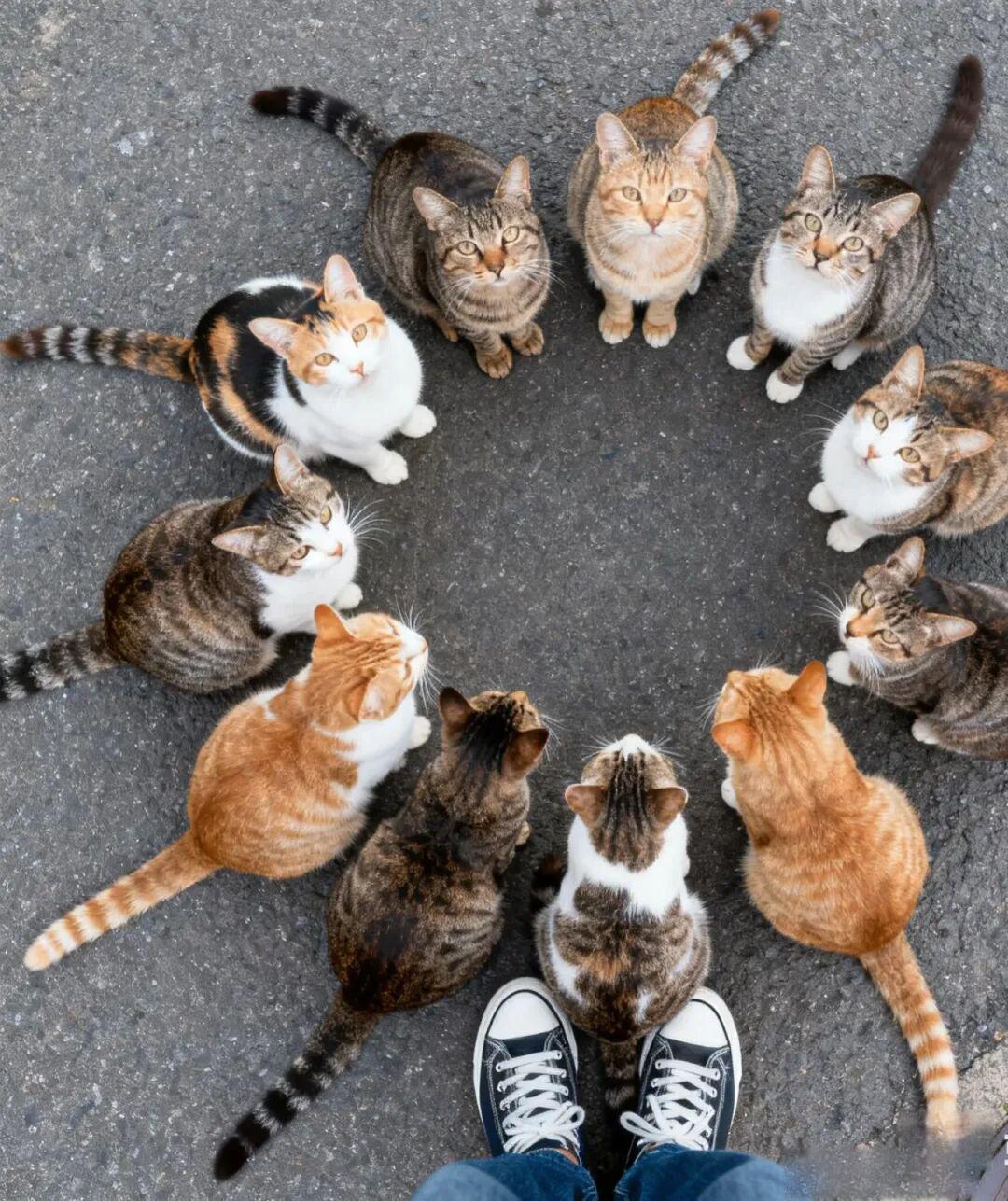 养 猫