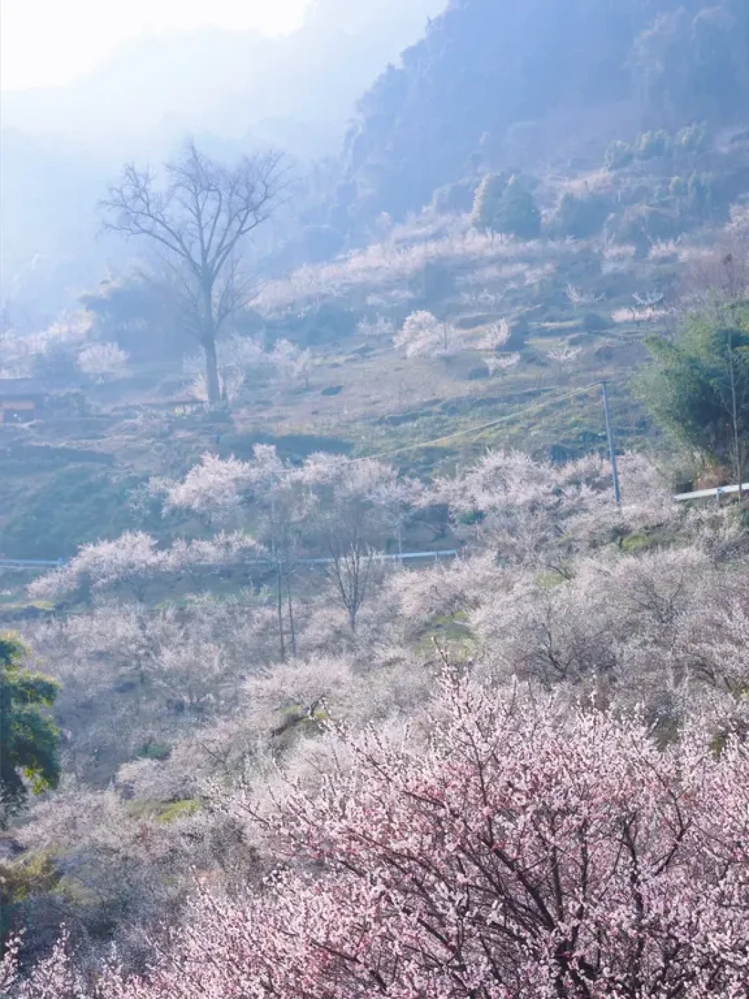 成都周边📍｜山坡梅林🌸人少❗️免费‼️好拍📷