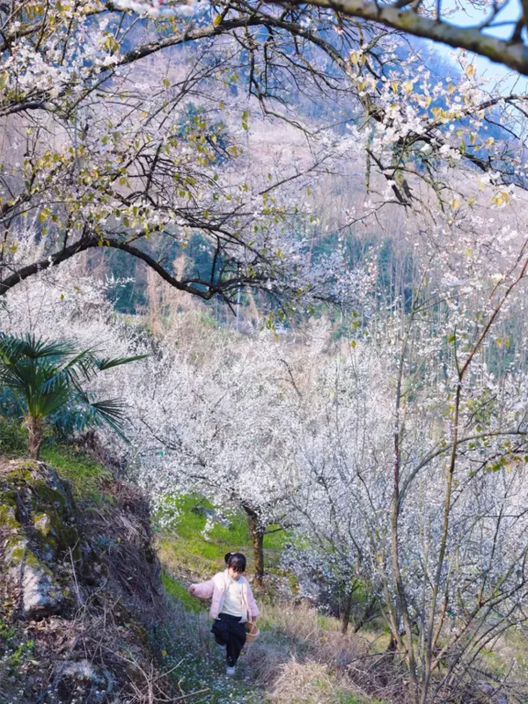 成都周边📍｜山坡梅林🌸人少❗️免费‼️好拍📷