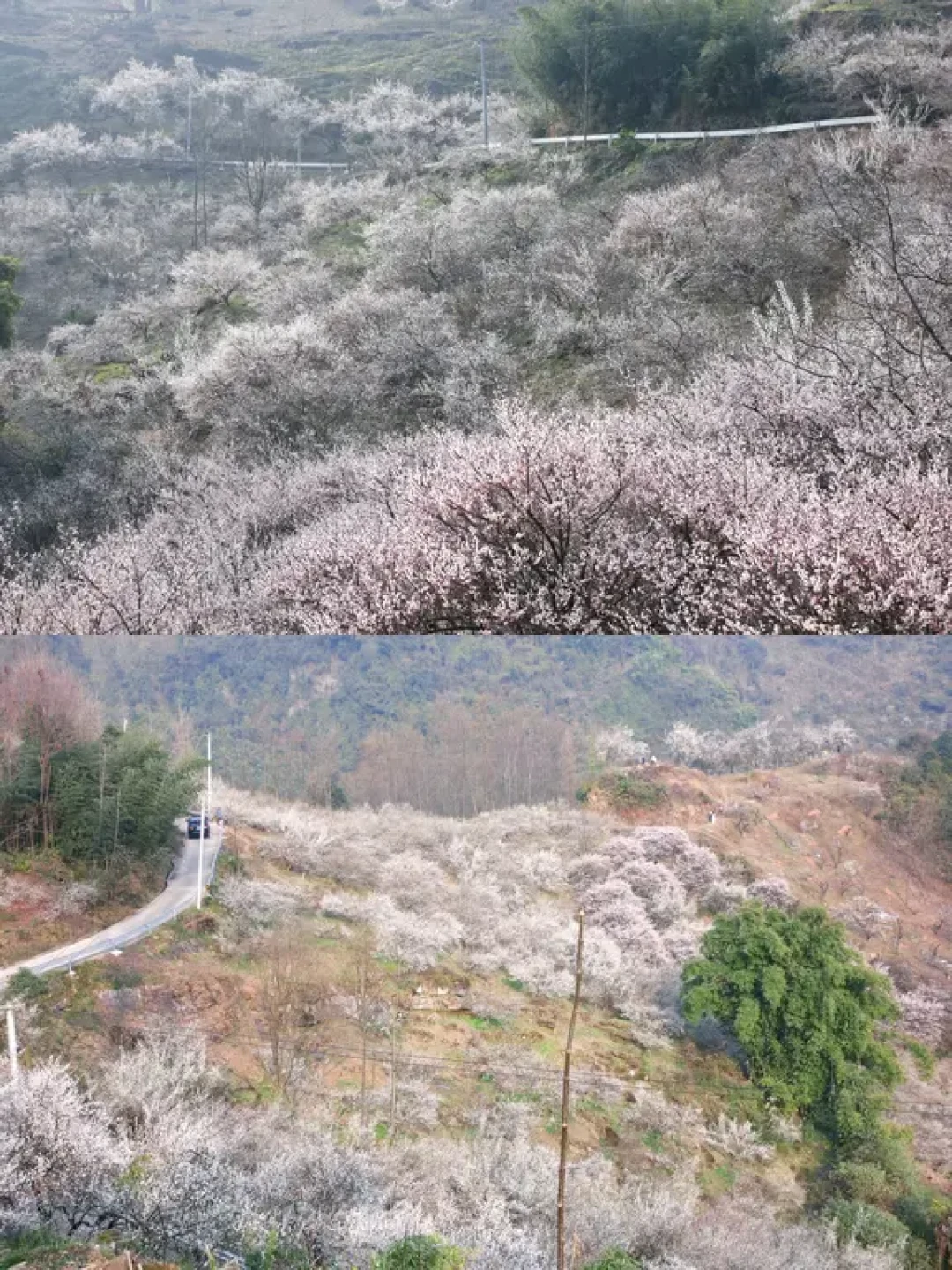 成都周边📍｜山坡梅林🌸人少❗️免费‼️好拍📷