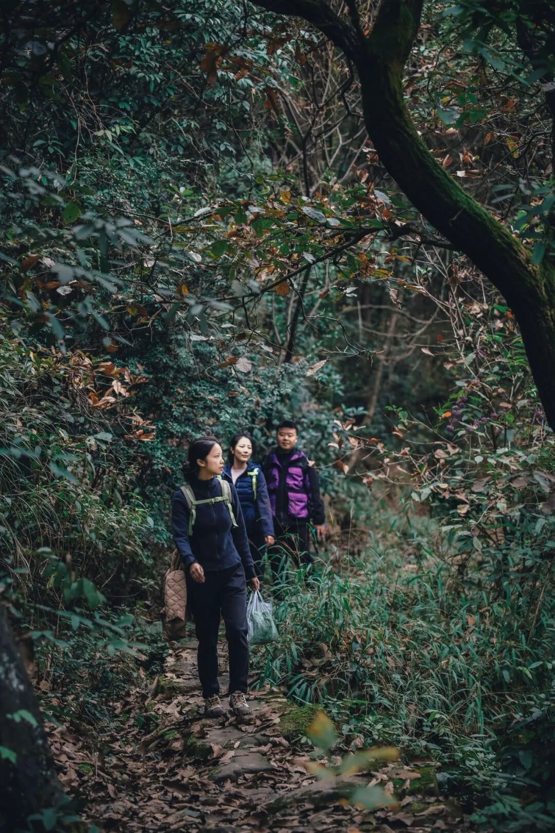 重庆车程半小时｜挖到宝了！城市里这片森林，逛完浑身都通透