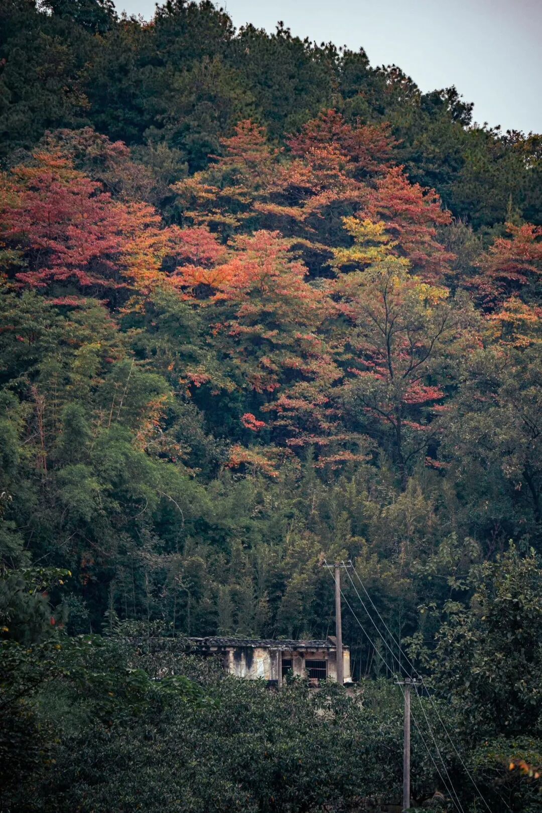 重庆车程半小时｜挖到宝了！城市里这片森林，逛完浑身都通透