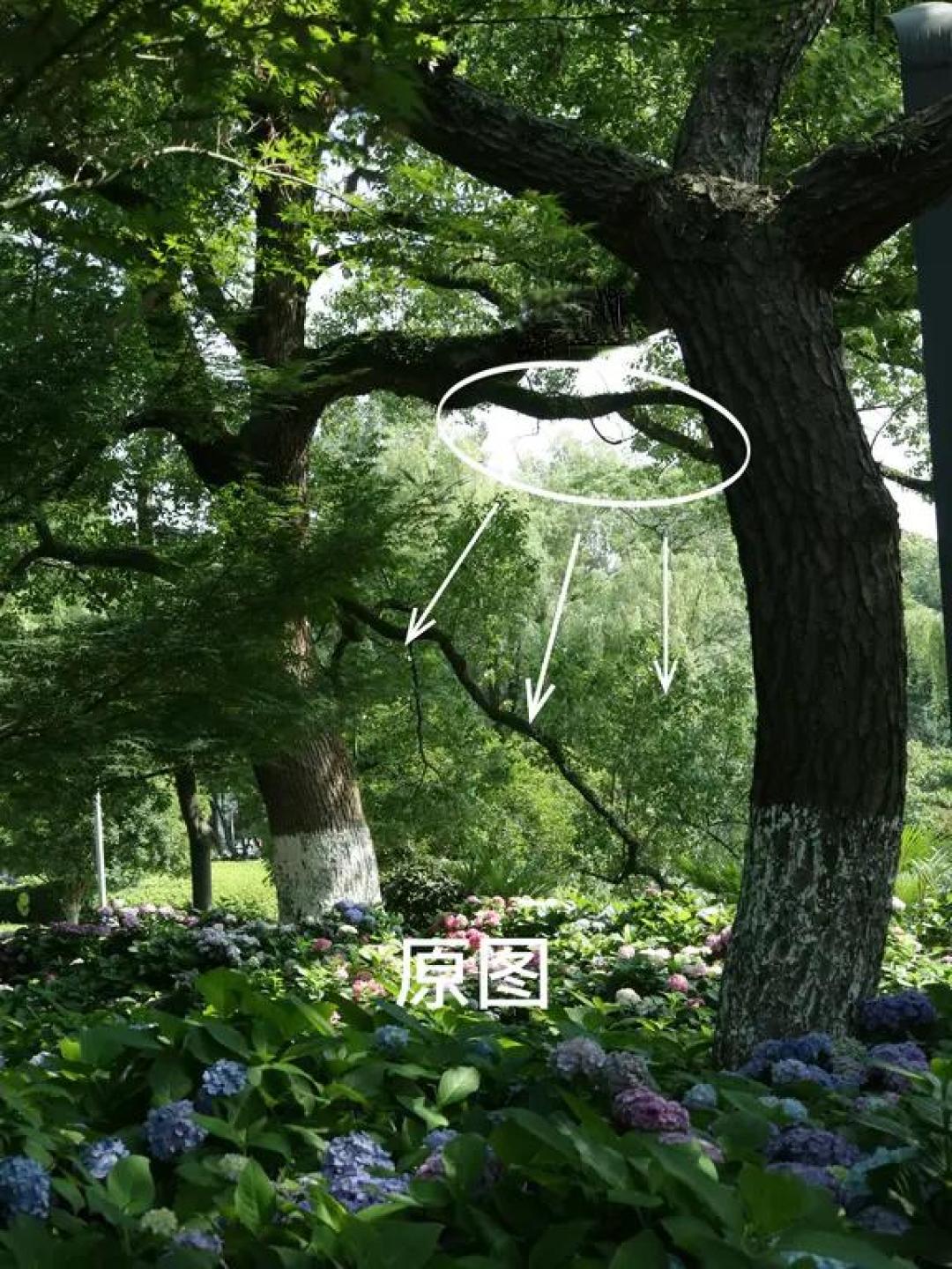 调色分享|绿色氛围感滤镜