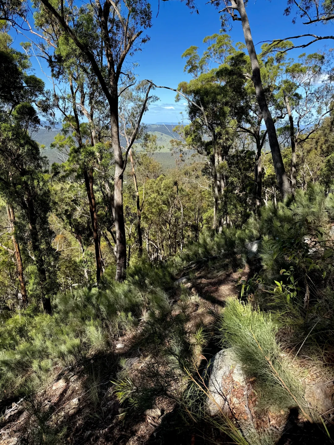 Mt Maroon布里斯班周边最野的爬山路线