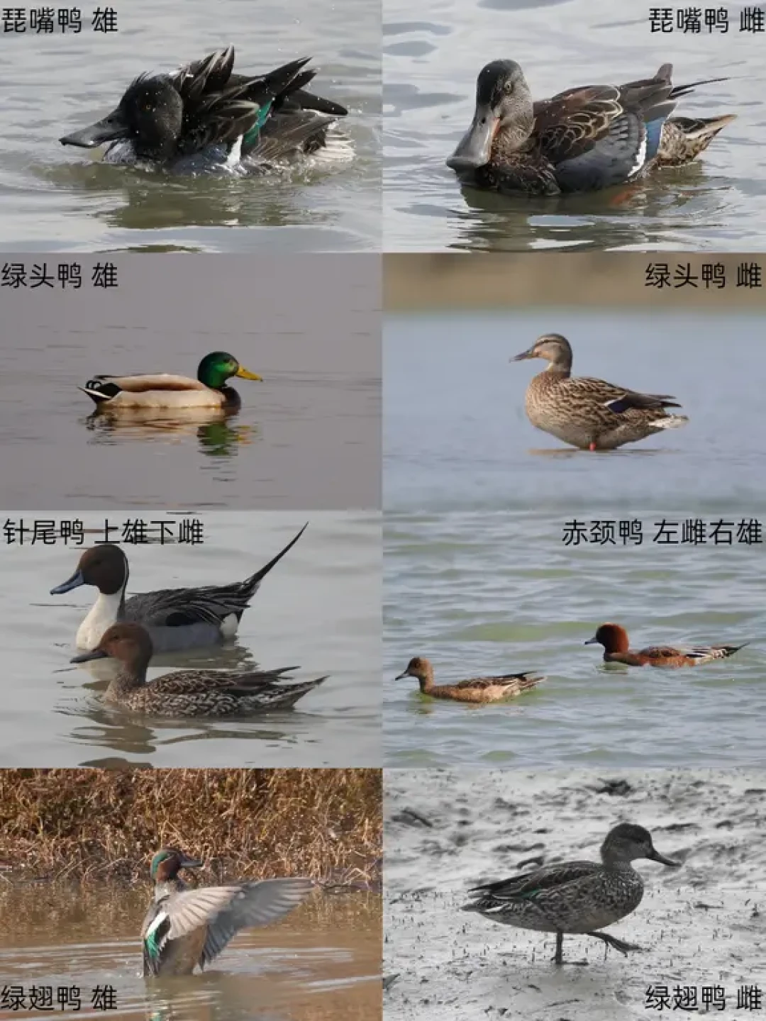 鄱阳湖观鸟 | 冬季鸭类快速识别指南