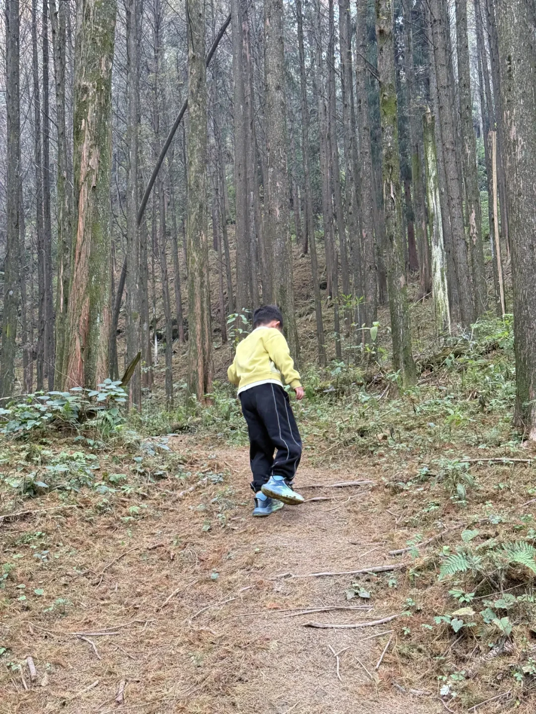 不允许你还不知道这个绝美彩林亲子徒步地❗️