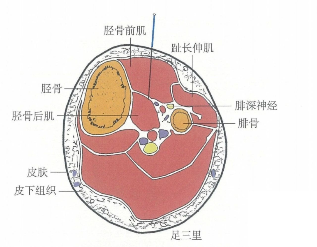 【足阳明胃经】足三里穴——中医养生的特效穴