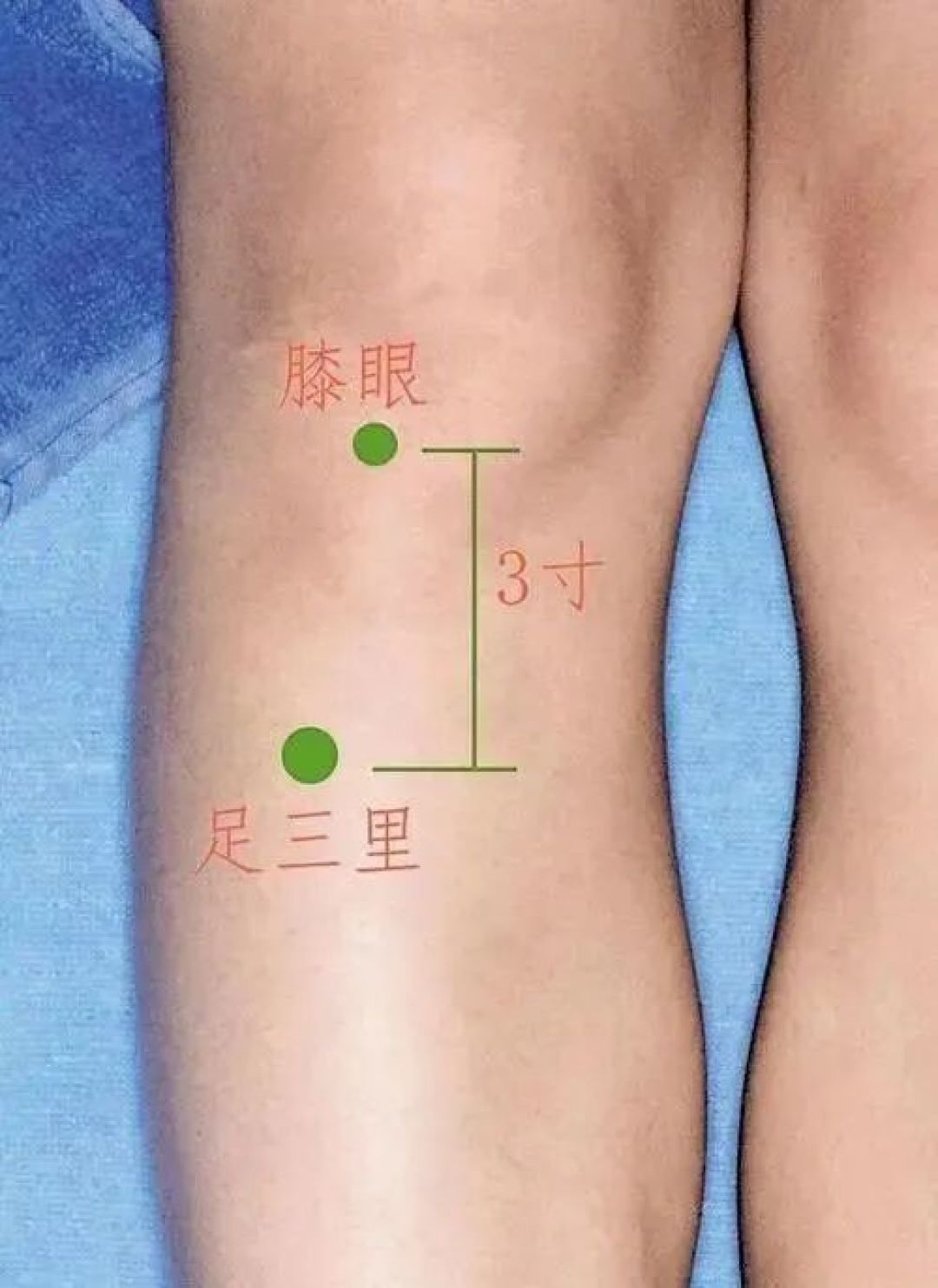 【足阳明胃经】足三里穴——中医养生的特效穴