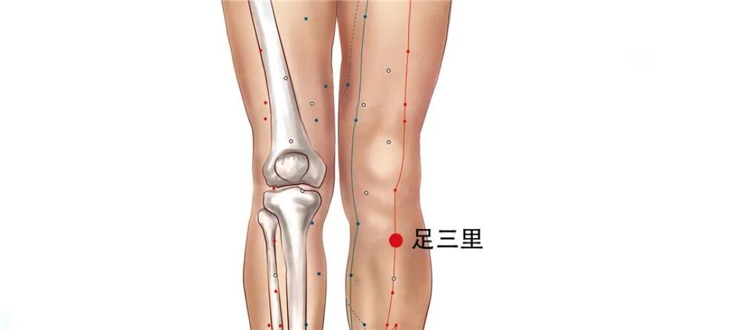 【足阳明胃经】足三里穴——中医养生的特效穴