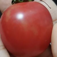 新鲜千禧圣女果小番茄现摘现发多汁水果