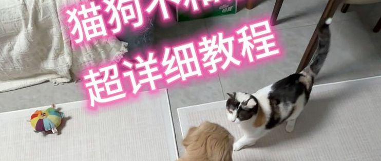 狗追猫！有猫有狗家庭，怎么处理宠物关系_猫咪_什么值得买