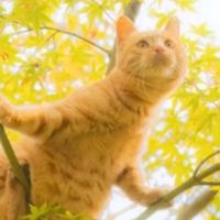 2026高性价比国产猫粮榜单｜8款精选，梁小妖成新手养猫首选