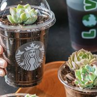 咖啡渣DIY陶艺：环保创意还是无用尝试？1000+用户观点大碰撞