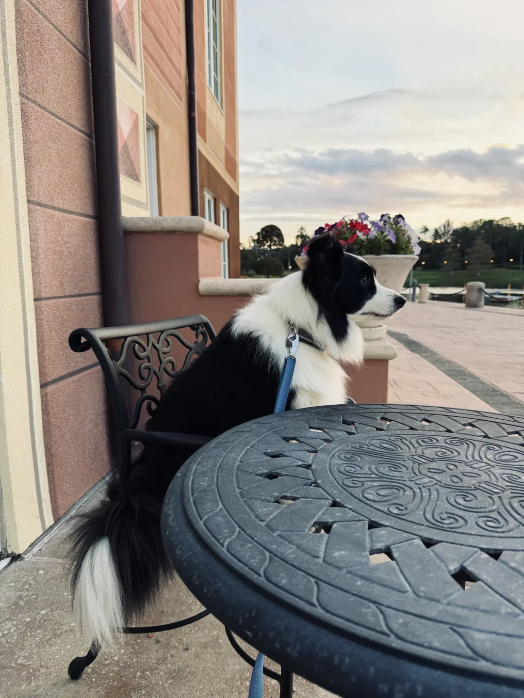 带狗狗看世界-奥兰多Universal Studios