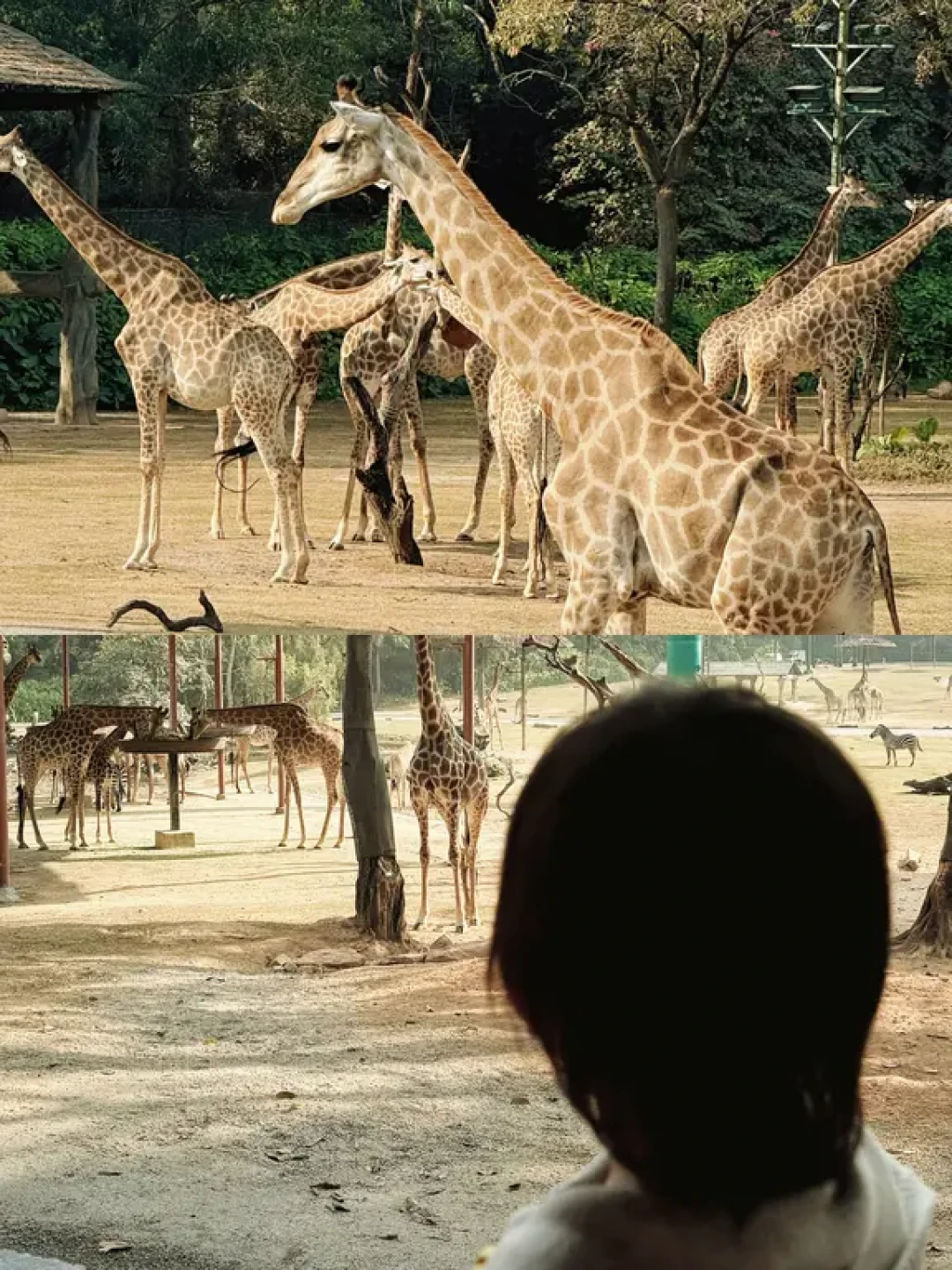 广州长隆｜带娃去动物园感受生命力～🦒🐘🐅