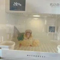 机动森林保温箱开箱惊喜，还好没退货