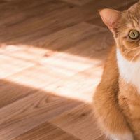 口碑好的猫粮排名有哪些？2026年权威猫粮排行榜+选购指南全解析