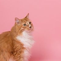 跟选不失误：猫粮什么品牌的好？盘点2026年健康猫粮十大品牌