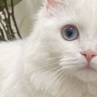 新手必看！避开这些猫粮误区，你的猫咪吃的更安心