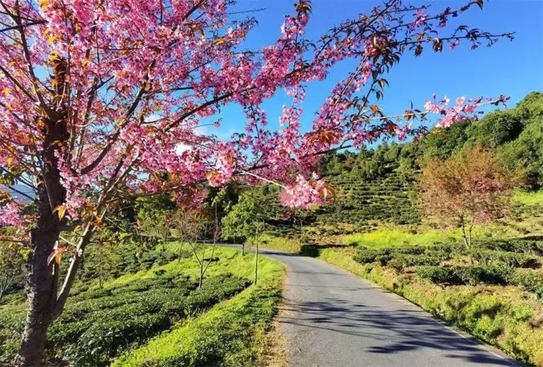 农业农村部发布乡村休闲旅游冬季精品景点线路 云南3条入选!
