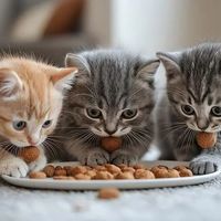 如何给你的猫咪选择猫粮~