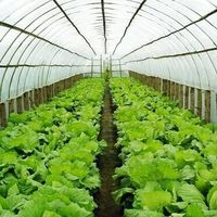 农科知识-微生物菌剂对大棚蔬菜的作用