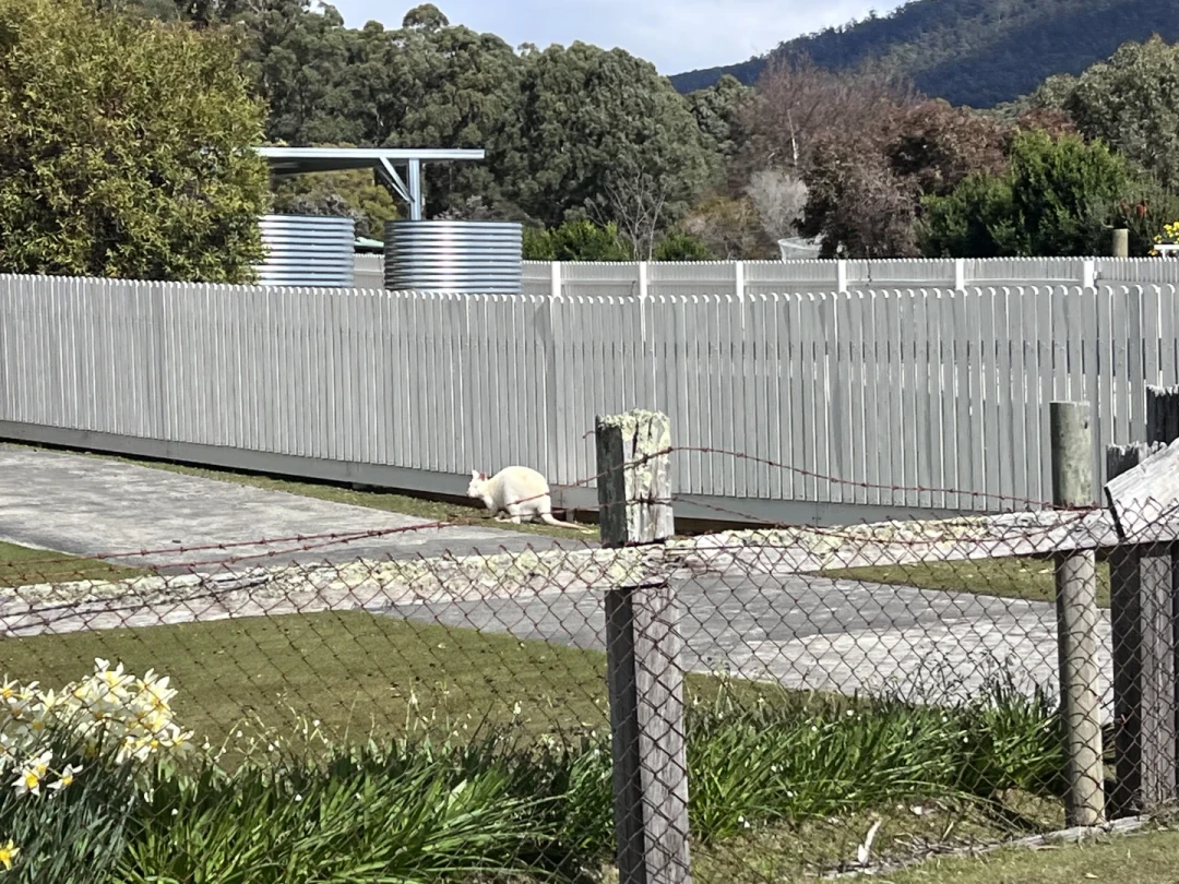 世界的尽头?塔斯自驾🦘Bruny Island(一