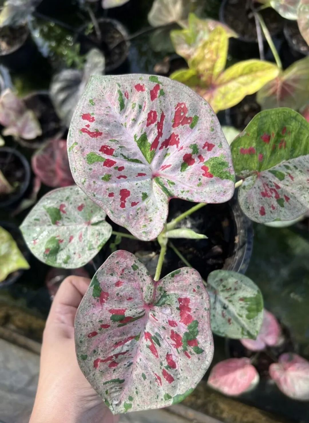 园艺科普|热植入坑指南!新手也能养好的室内颜值担当