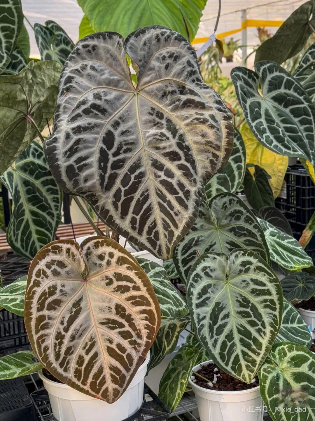 园艺科普|热植入坑指南!新手也能养好的室内颜值担当